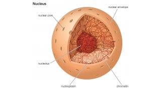 Nucleus Meaning and Definition