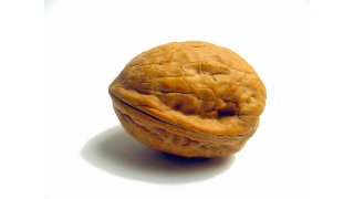 Nut Meaning and Definition