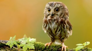 Owl Meaning and Definition