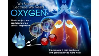 Oxygen Meaning and Definition