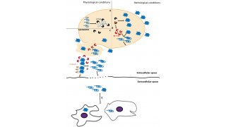 Physiological Meaning and Definition