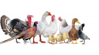 Poultry Meaning and Definition