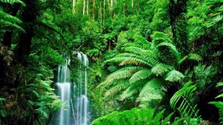 Rainforest Meaning and Definition