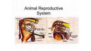 Reproductive Meaning and Definition