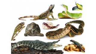 Reptiles Meaning and Definition