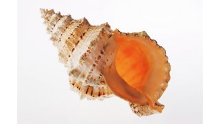 Shell Meaning and Definition