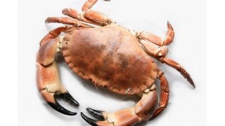 Shellfish Meaning and Definition