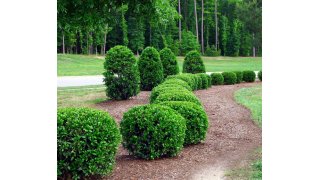 Shrub Meaning and Definition