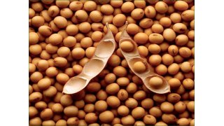 Soybean Meaning and Definition
