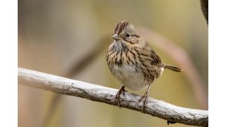 Sparrow Meaning and Definition