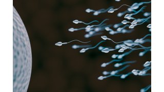 Sperm Meaning and Definition