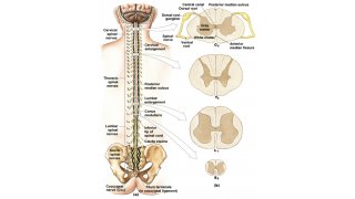 Spinal Meaning and Definition