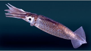 Squid Meaning and Definition