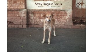Stray Meaning and Definition