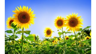 Sunflower Meaning and Definition