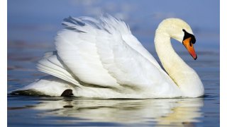 Swan Meaning and Definition