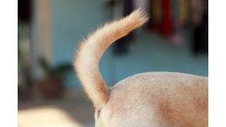 Tail Meaning and Definition