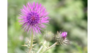 Thistle Meaning and Definition