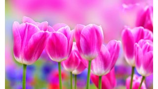 Tulip Meaning and Definition