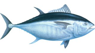 Tuna Meaning and Definition