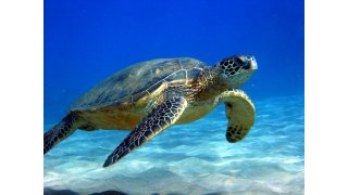 Turtle Meaning and Definition
