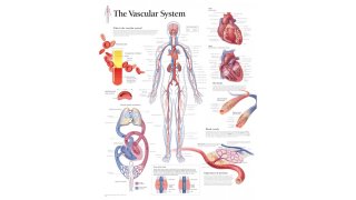 Vascular Meaning and Definition