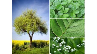 Vegetation Meaning and Definition