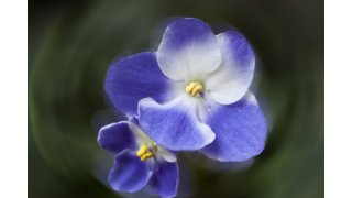 Violet Meaning and Definition