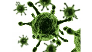 Virus Meaning and Definition