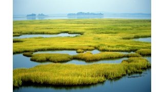 Wetland Meaning and Definition