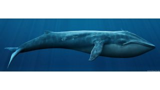 Whale Meaning and Definition