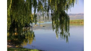 Willow Meaning and Definition