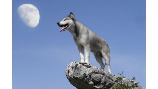 Wolf Meaning and Definition