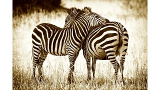 Zebra Meaning and Definition