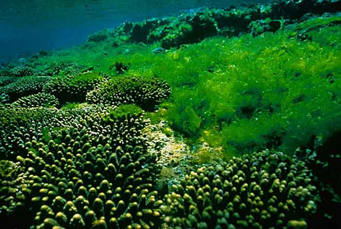 Algae Meaning and Definition