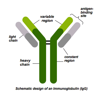 Antibody Meaning and Definition