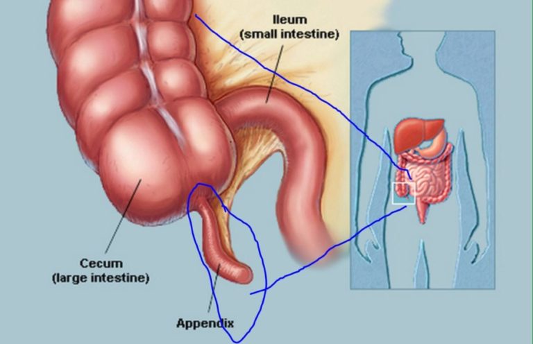 Appendix Meaning and Definition