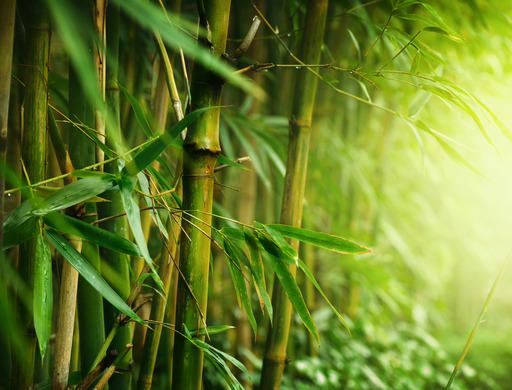 Bamboo Meaning and Definition