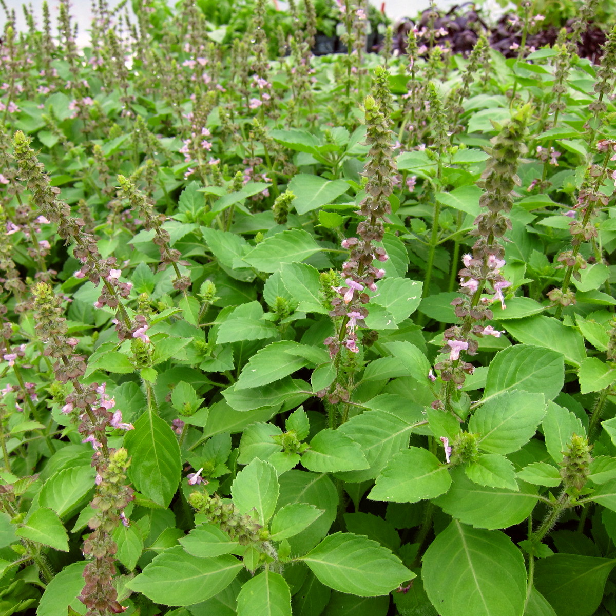 Basil Meaning and Definition