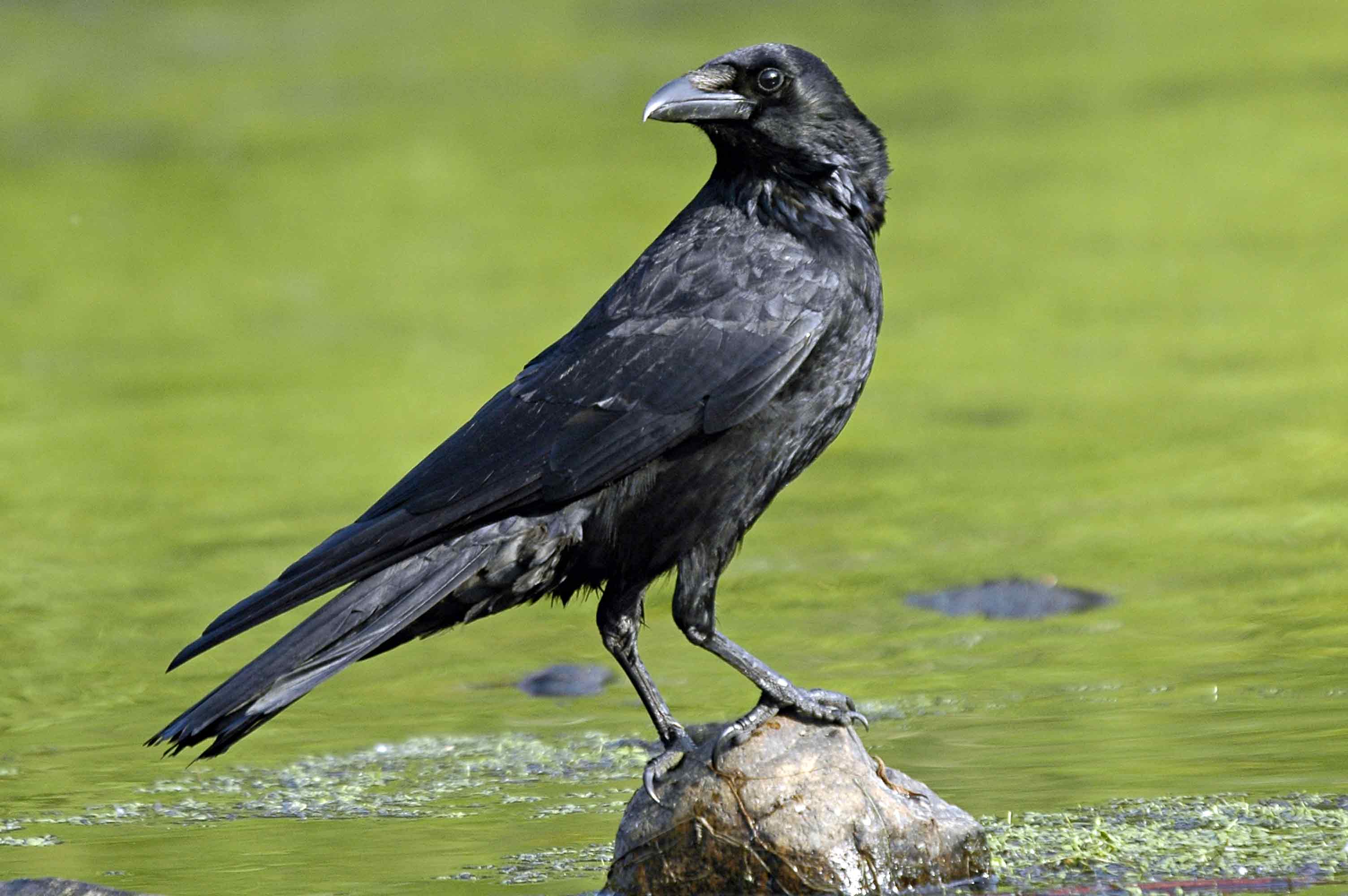 Crow Meaning and Definition