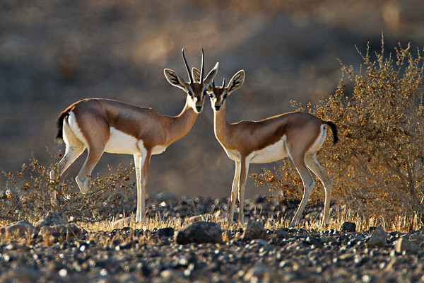 Gazelle Meaning and Definition