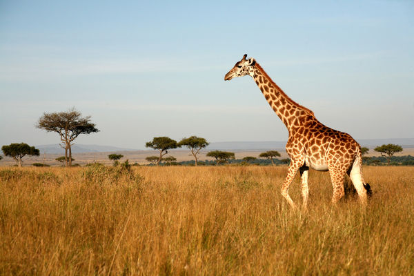 Giraffe Meaning and Definition