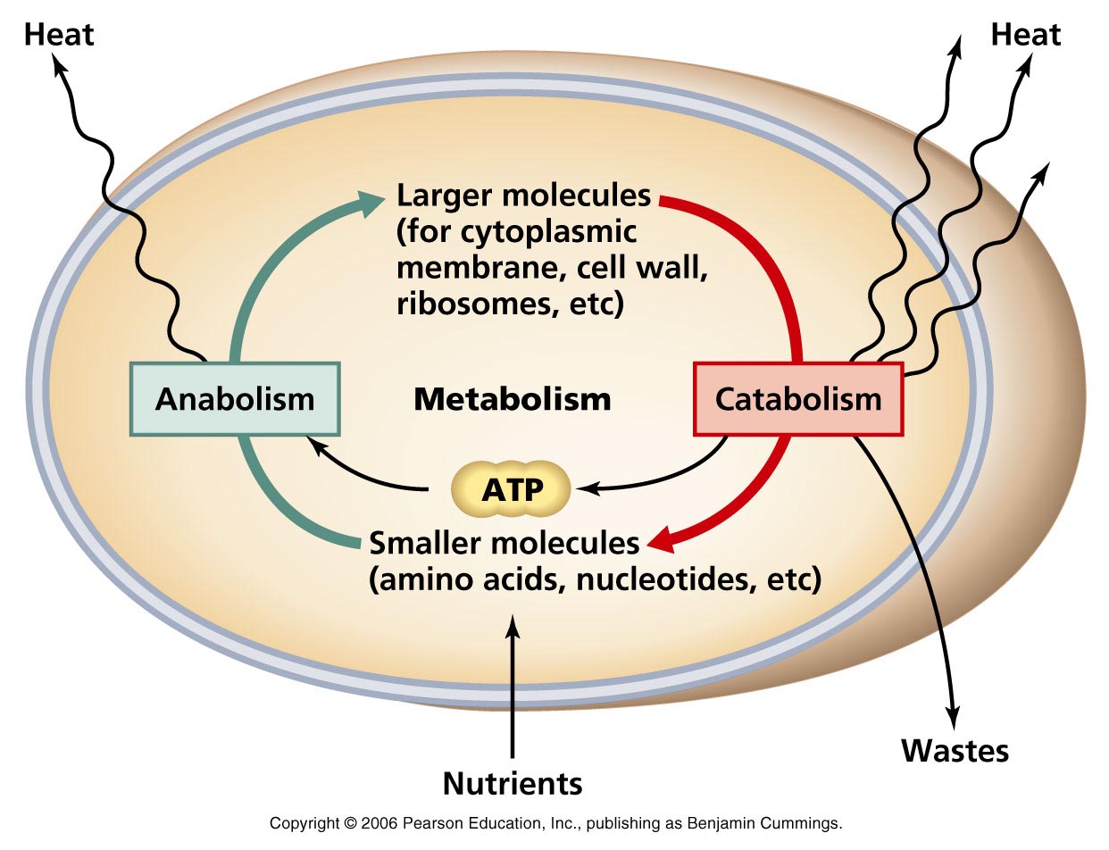 Metabolism Meaning and Definition