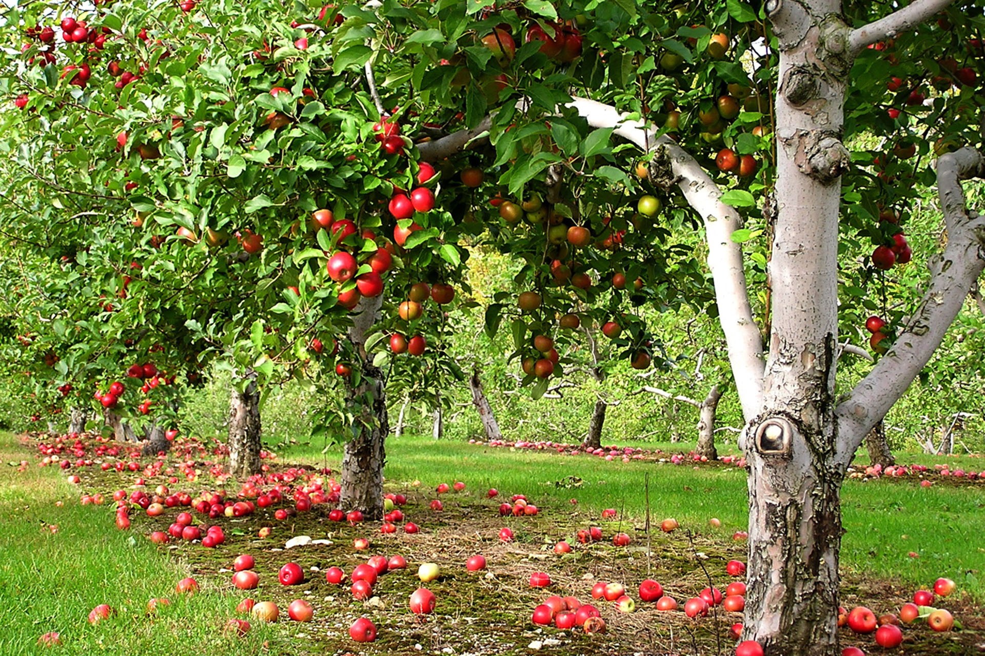 Orchard Meaning and Definition