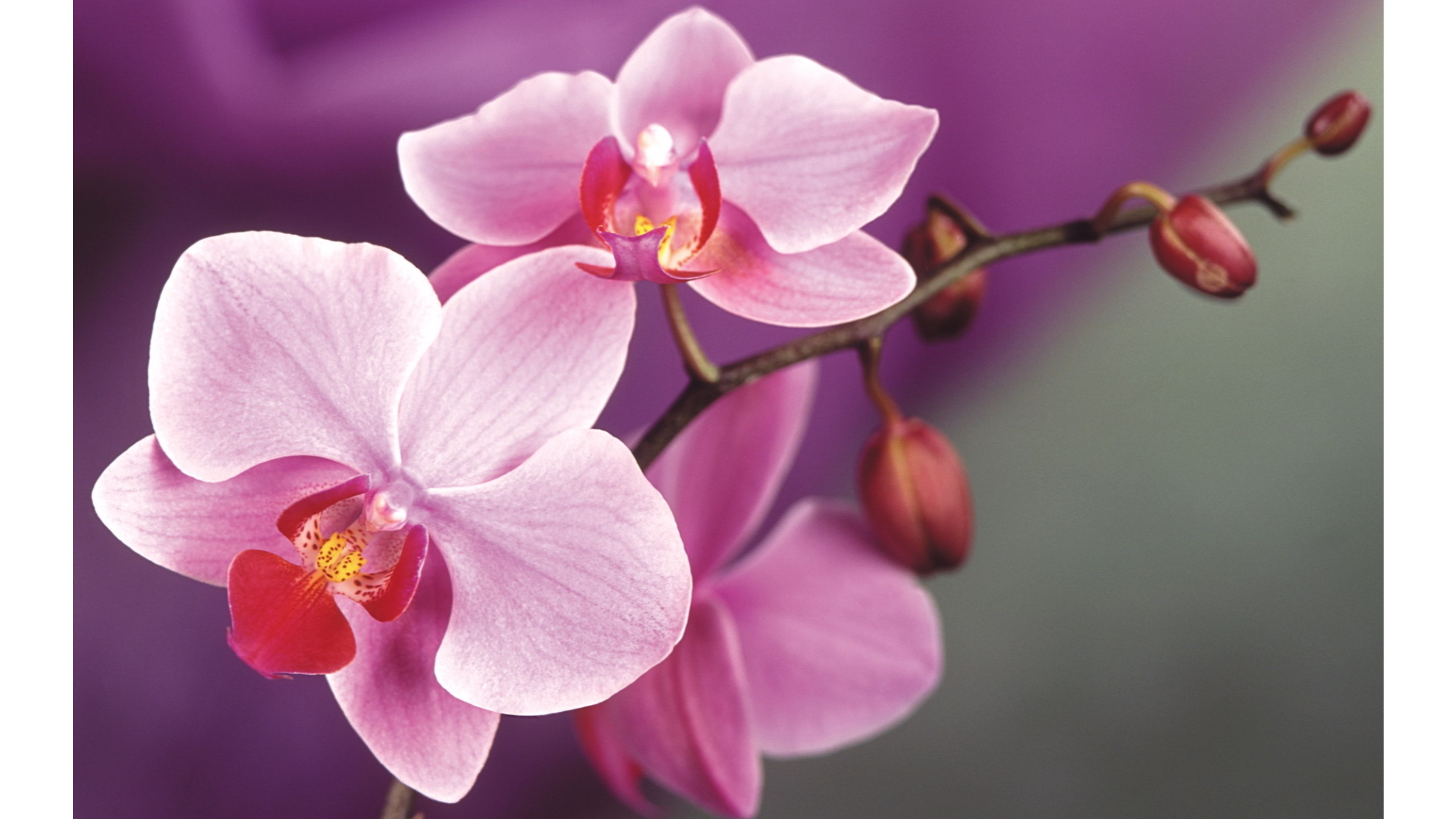 Orchid Meaning and Definition