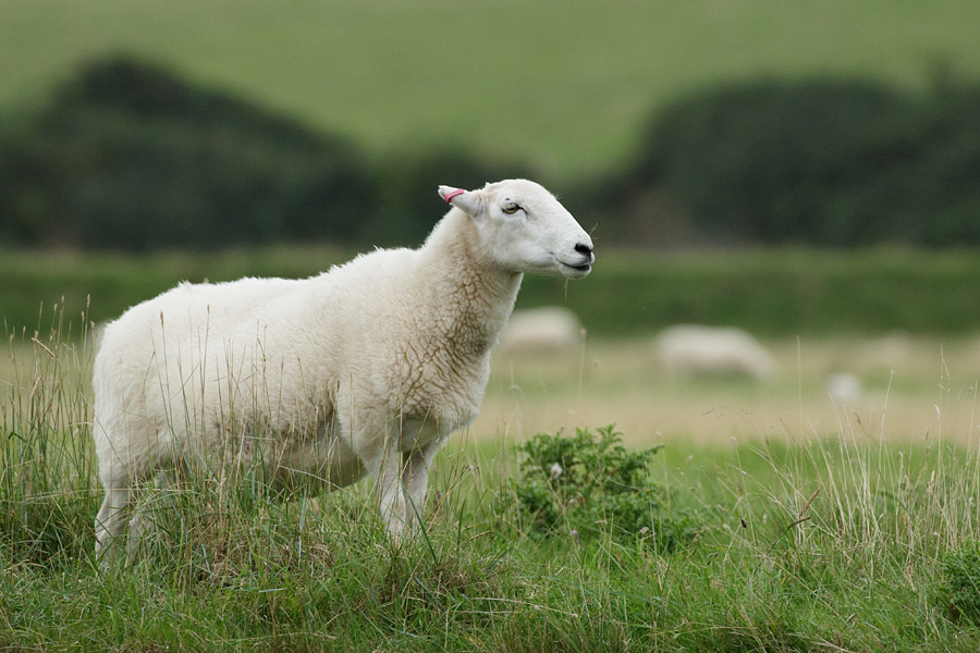 Sheep Meaning and Definition