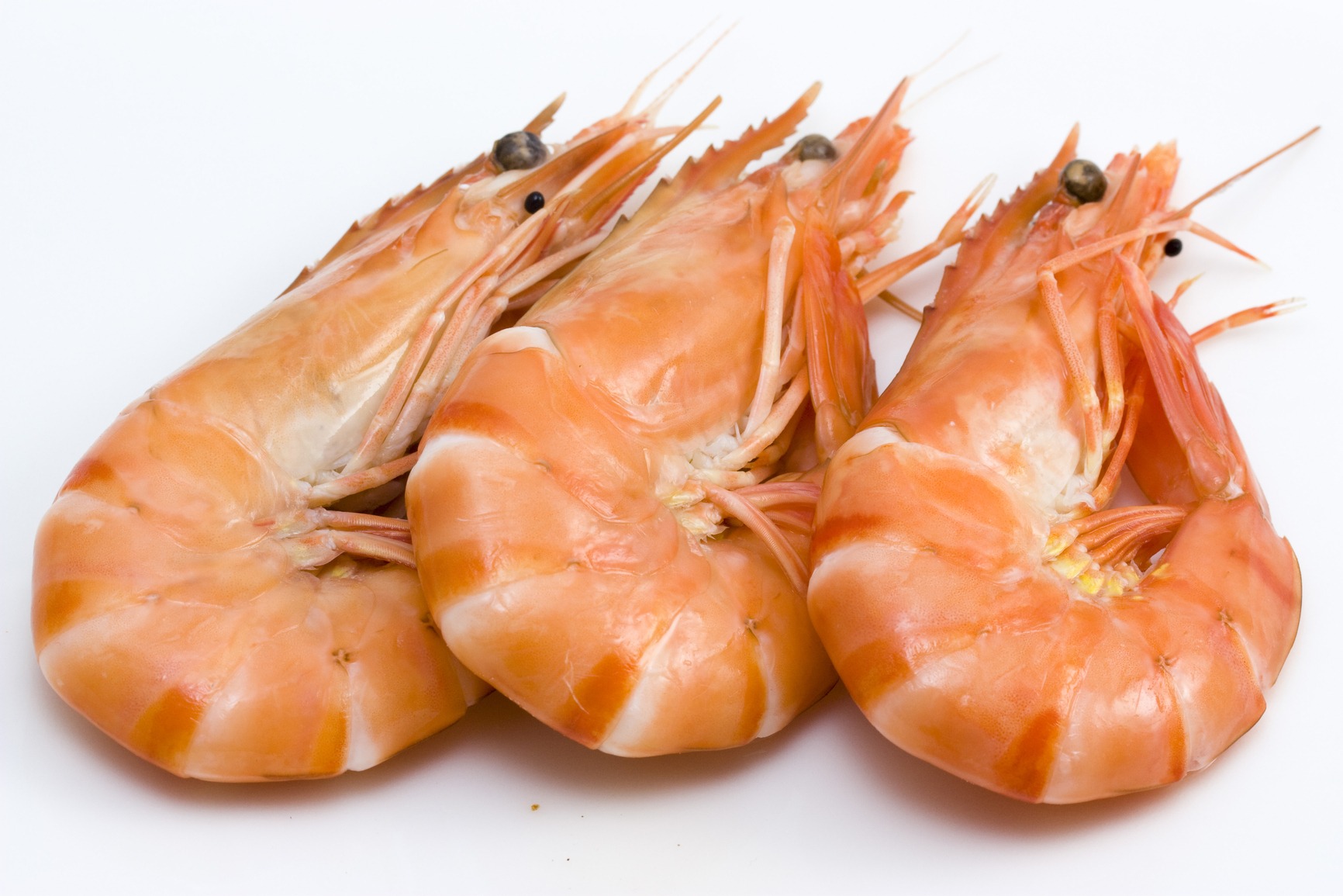 Shrimp Meaning and Definition