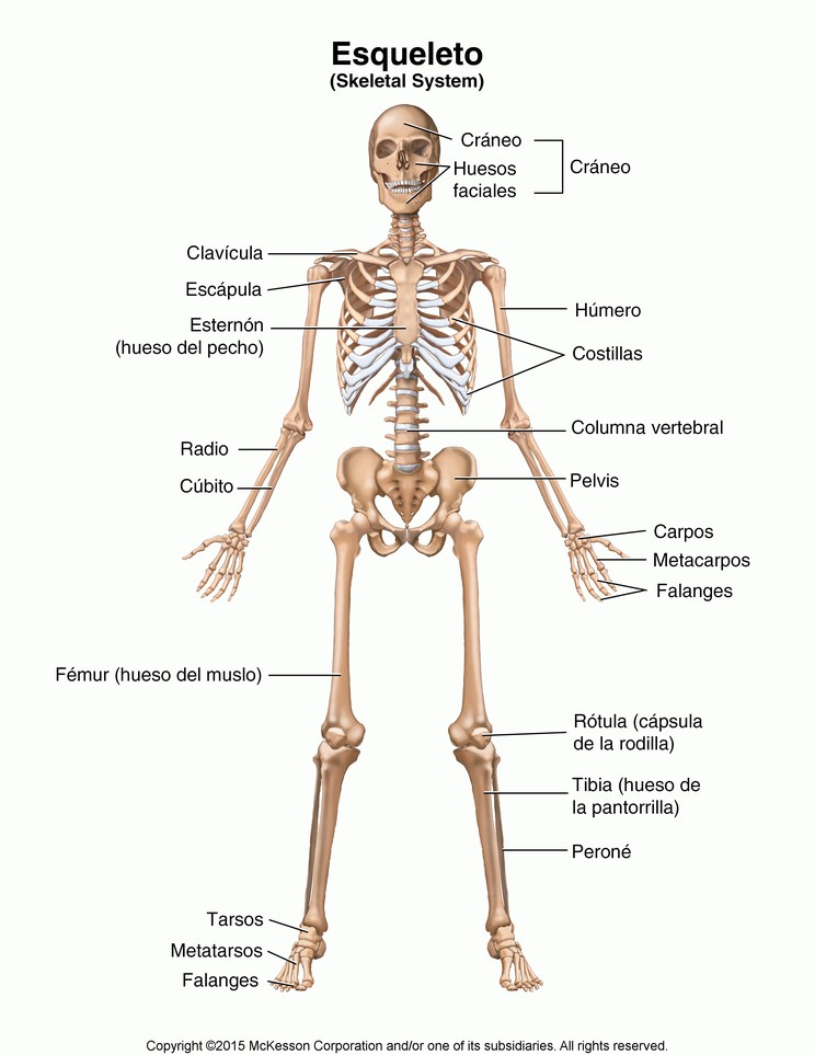 Skeletal Meaning and Definition