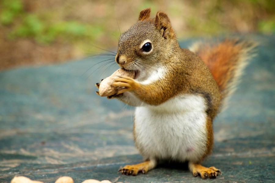 Squirrel Meaning and Definition