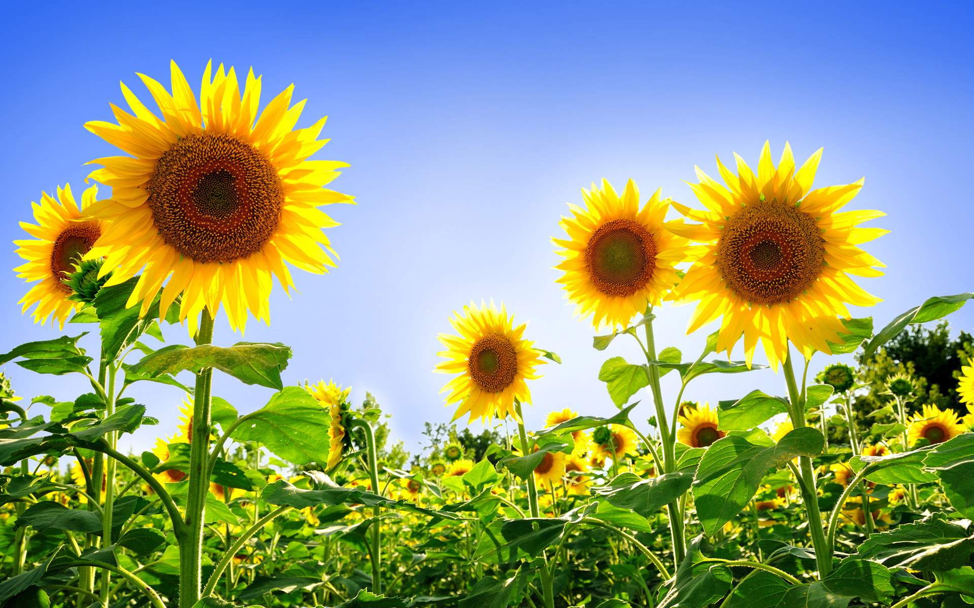Sunflower Meaning and Definition